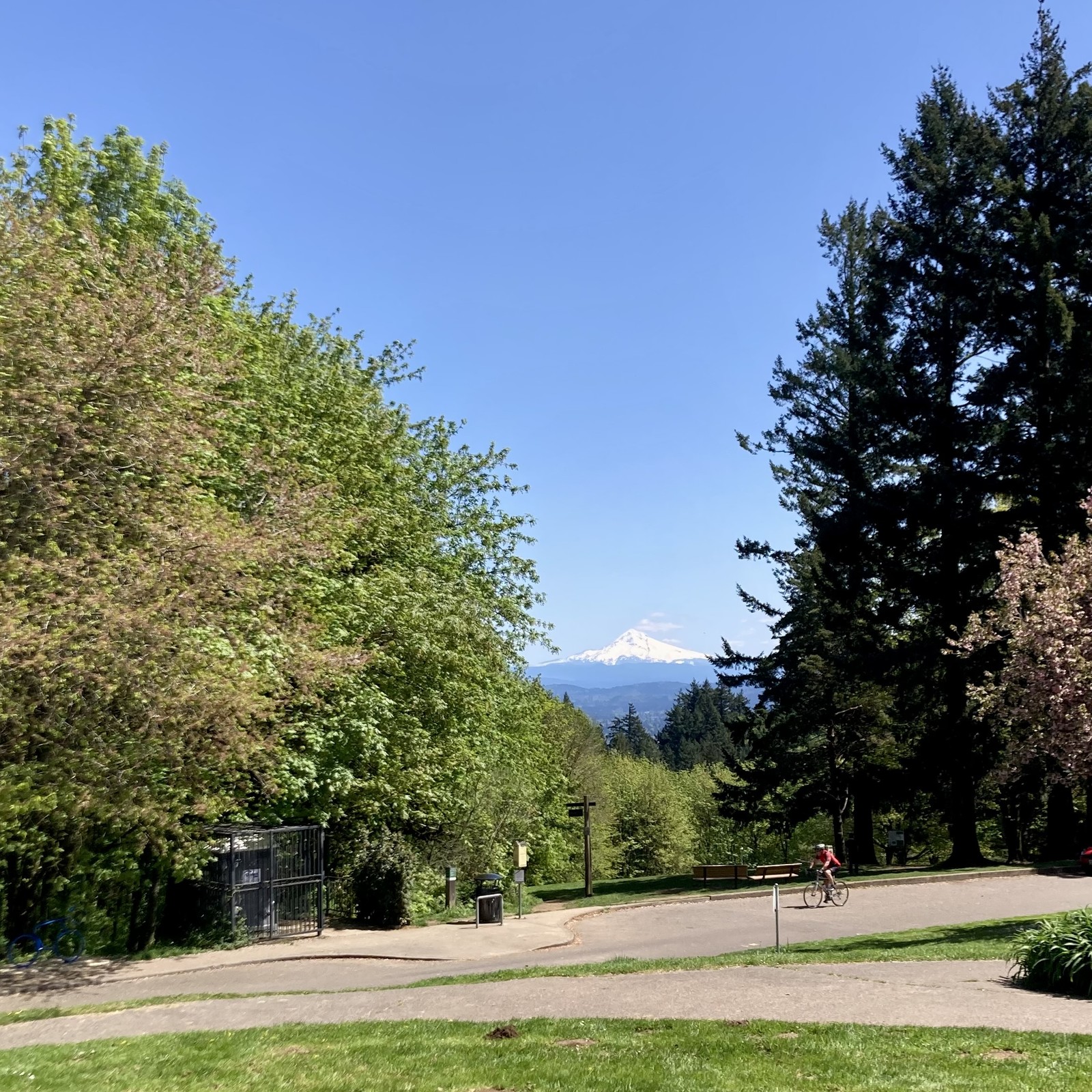 Mt. Hood is very white and snowy under an extremely clear sky. A lone cyclist pedals past