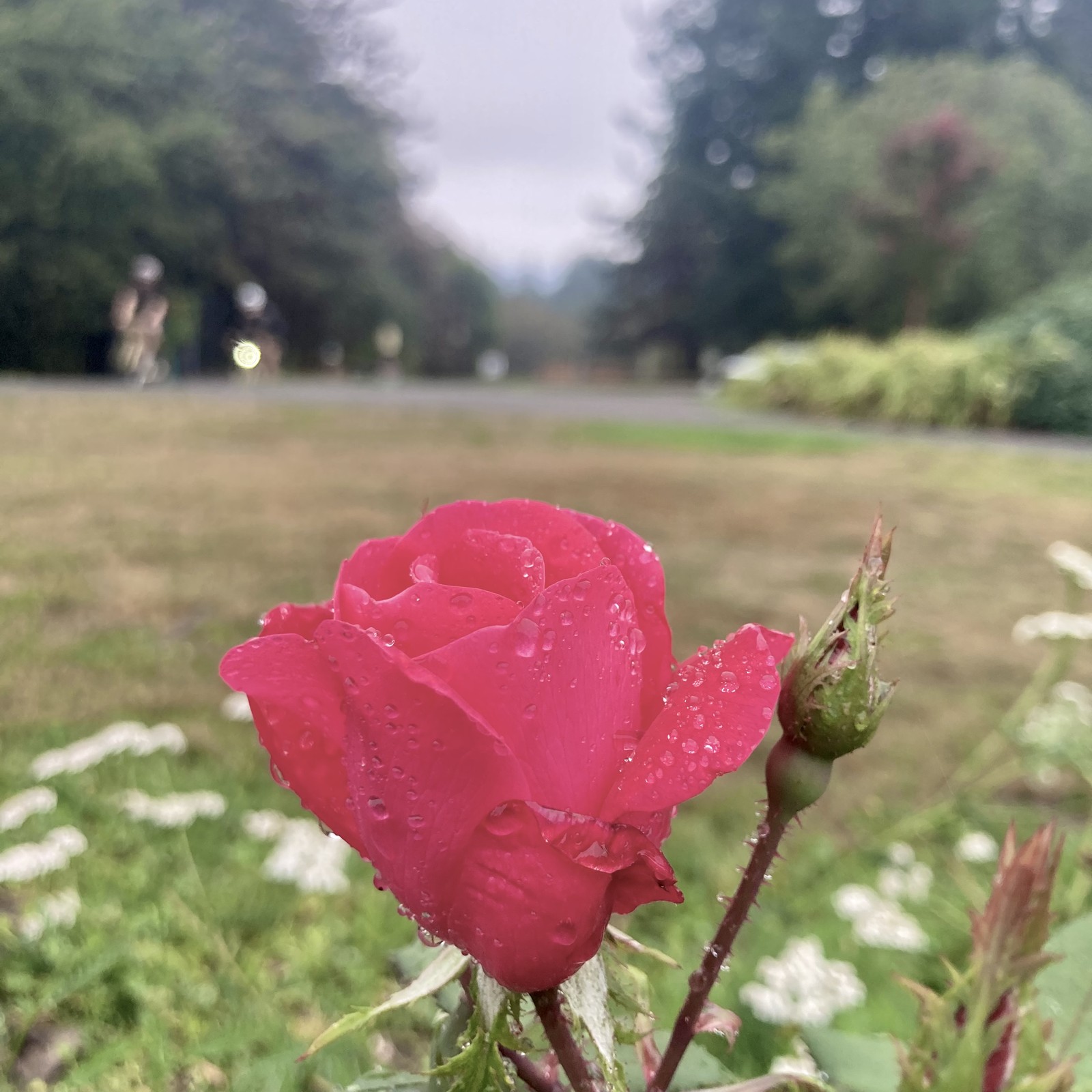 View from Council Crest toward Mt. Hood, which is NOT visible