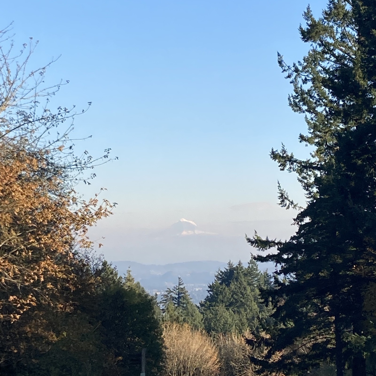 View from Council Crest toward Mt. Hood, which is visible