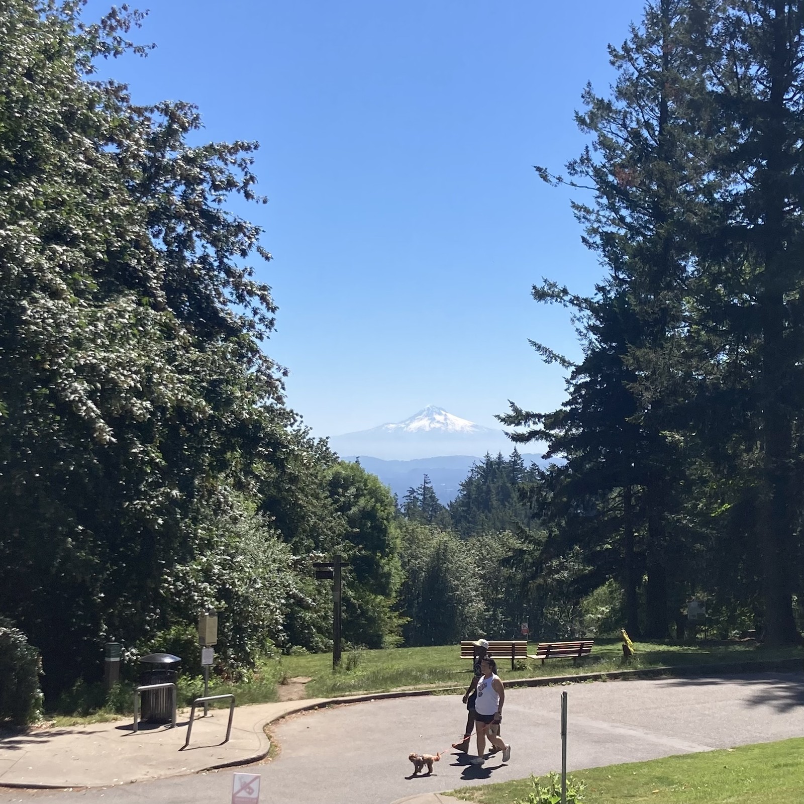 Mt good is still snowy under a hot blue sky