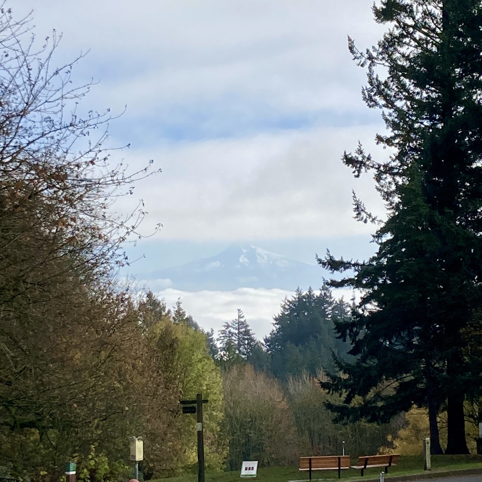 View from Council Crest toward Mt. Hood, which is visible between a layer of fog below and a layer of misty clouds in the near foreground. The sky behind the mountain is clear and the mountain itself is in sunsine