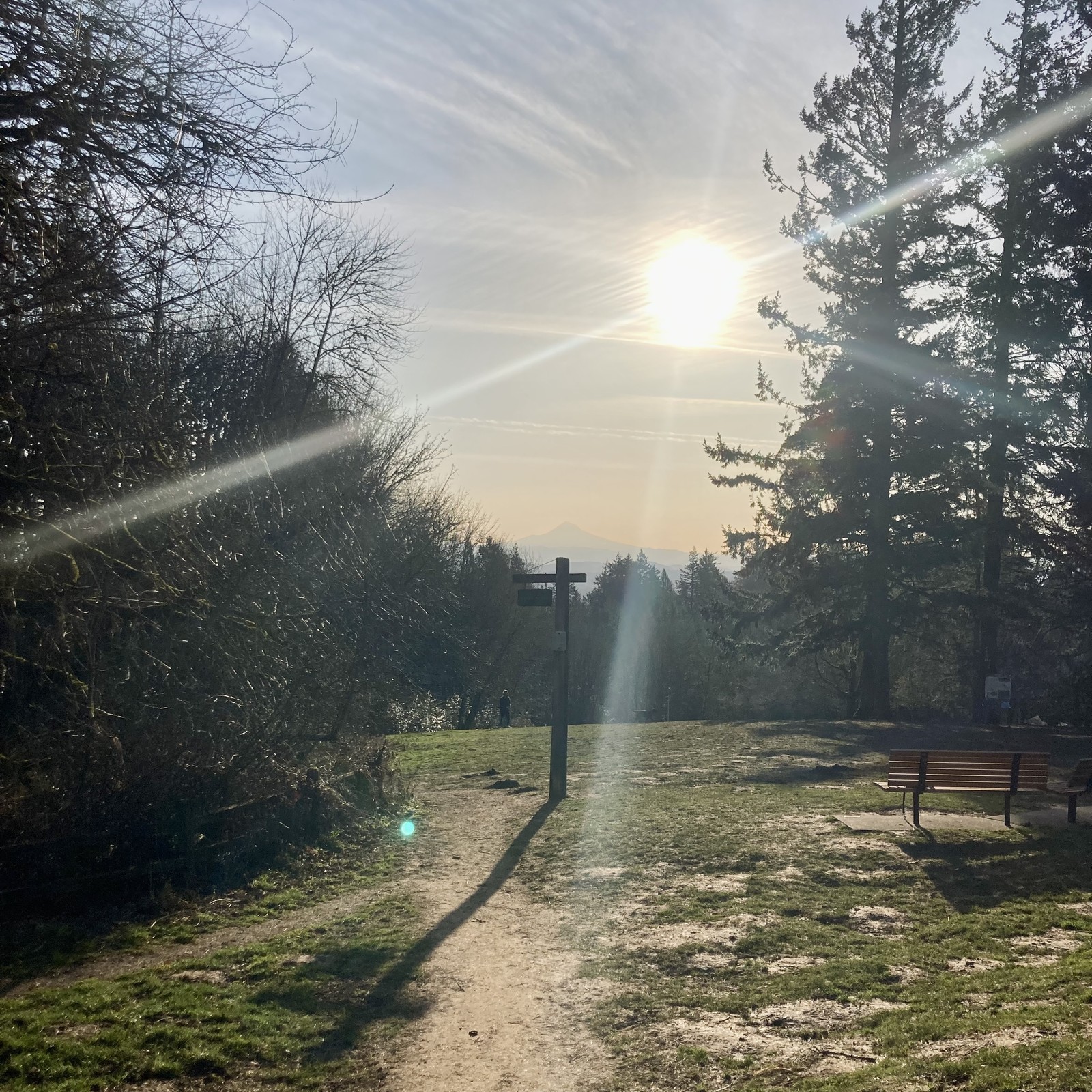 View from Council Crest Park toward Mt. Hood at sunrise on a sunny, clear day. The sun is about 25° above the horizon and flaring directly into lens. The mountain is visible but a bit indistinct behind a yellowish haze. This haze and high-altitude cirrus clouds give the sky — and overall atmosphere — a golden, shiny quality.