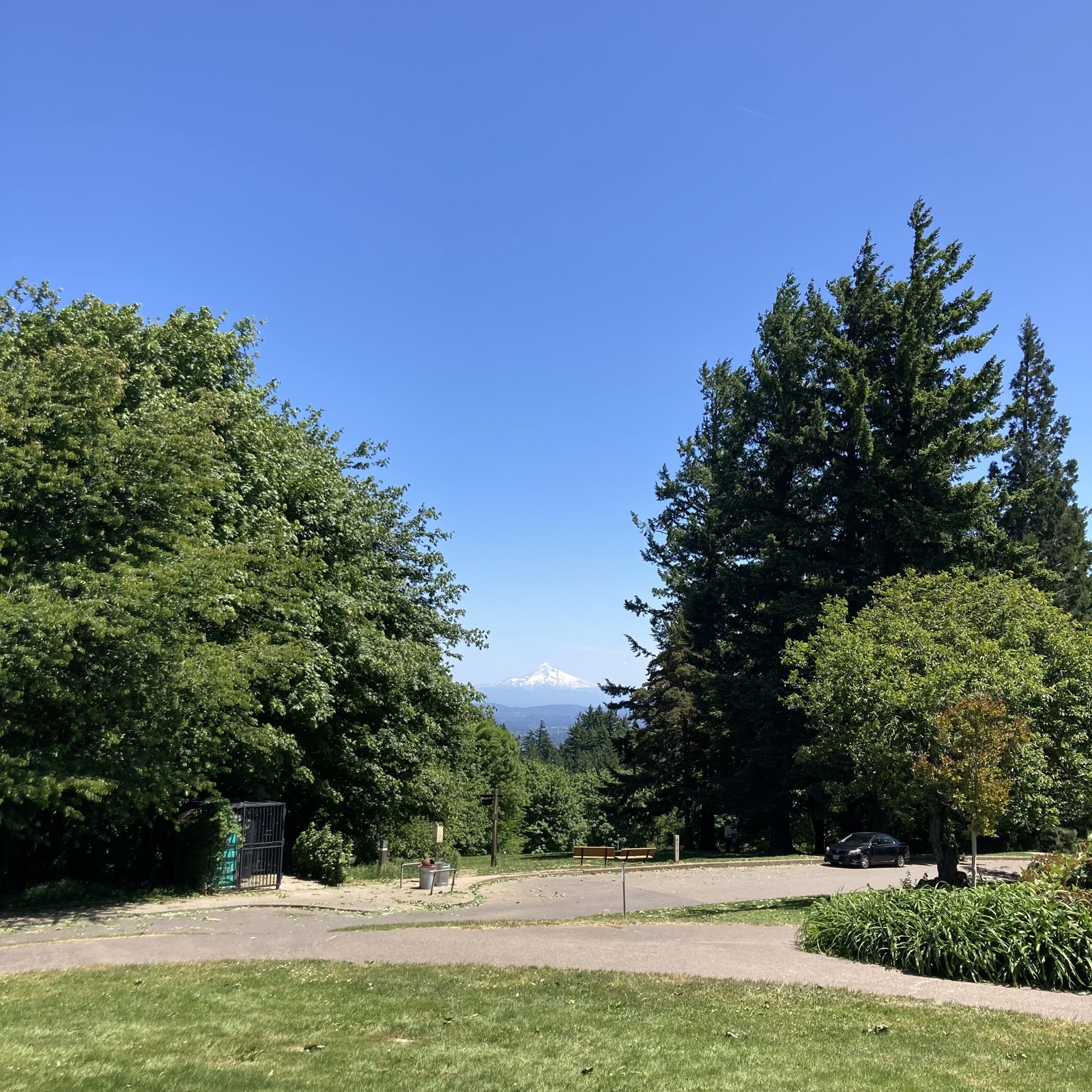 A very snow Mt. Hood under a very clear sky, taken from Council Crest Park. Doug firs in the near distance are visibly bent to the right under a strong north wind. The street in front of us is covered with dry green leaves that have blown off the trees