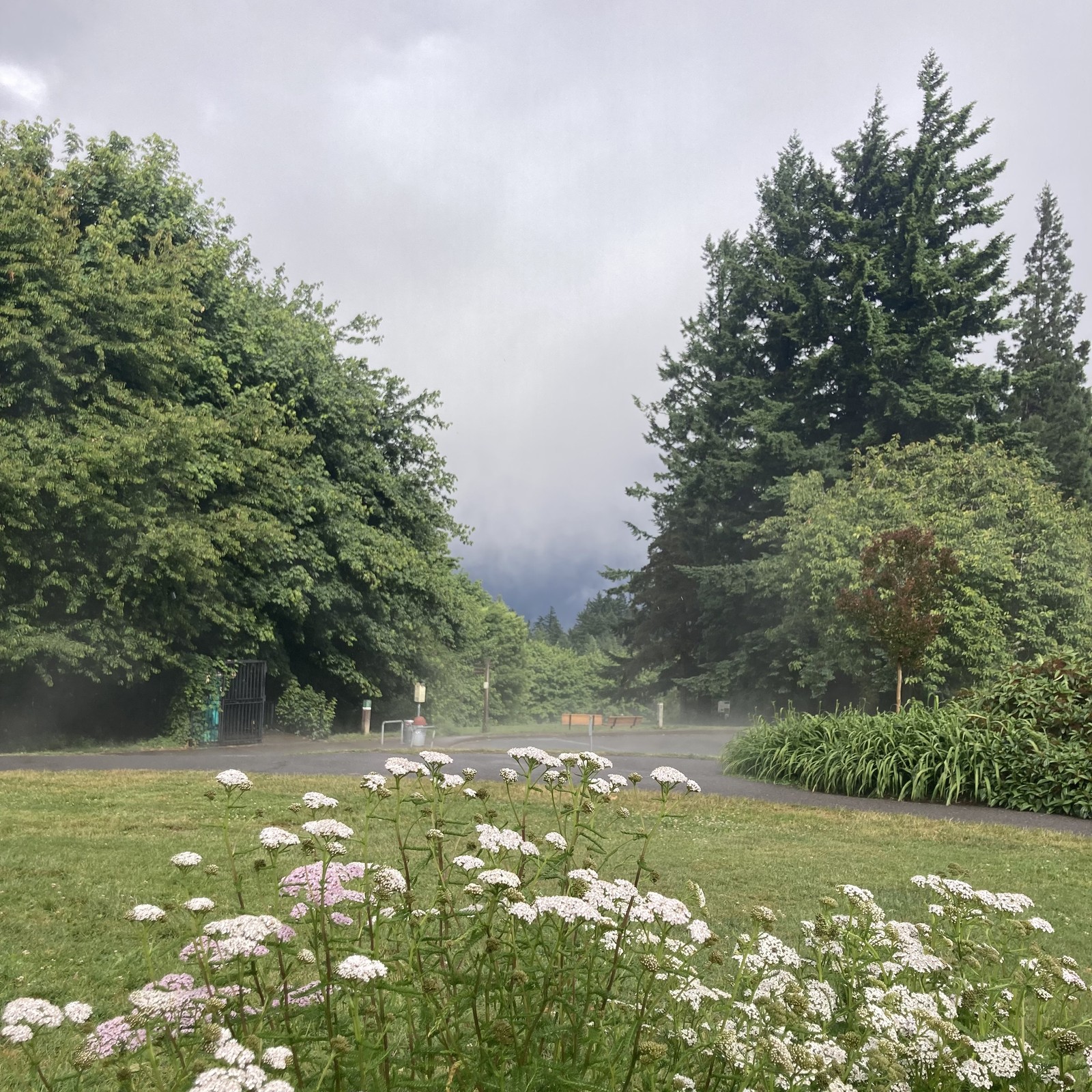 A tall stand of Queen Anne’s Lace flowers in the foreground of a view toward Mt Hood (which is not visible). Heavy dark thunderclouds obscure the view about 200' distant but foreground objects are illuminated in a sun break. The wet pavement steams in the sun