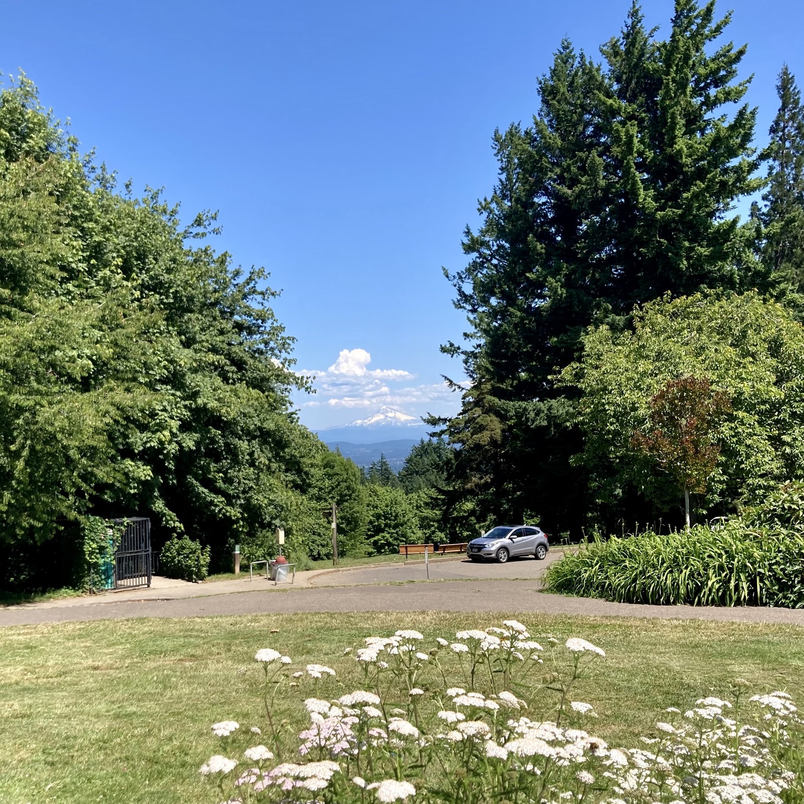 Mt. Hood, snowy, ringed with low fluffy white clouds, in a day of almost crystalline clarity; the second-longest day of the year