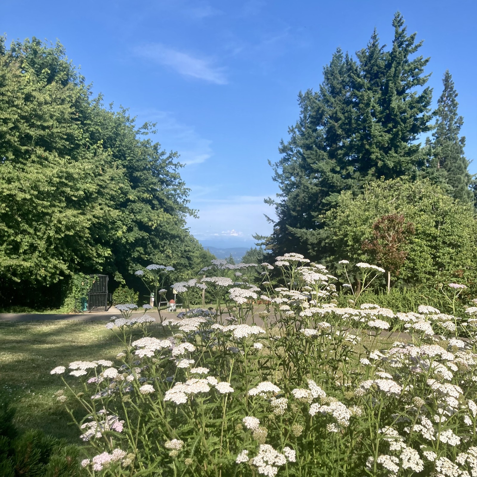 View from Council Crest Park toward Mt. Hood about 3 hours before sunset in early summer. The mountain is visible under a cap of clouds. A tall stand of Queen Annes Lace in the foreground