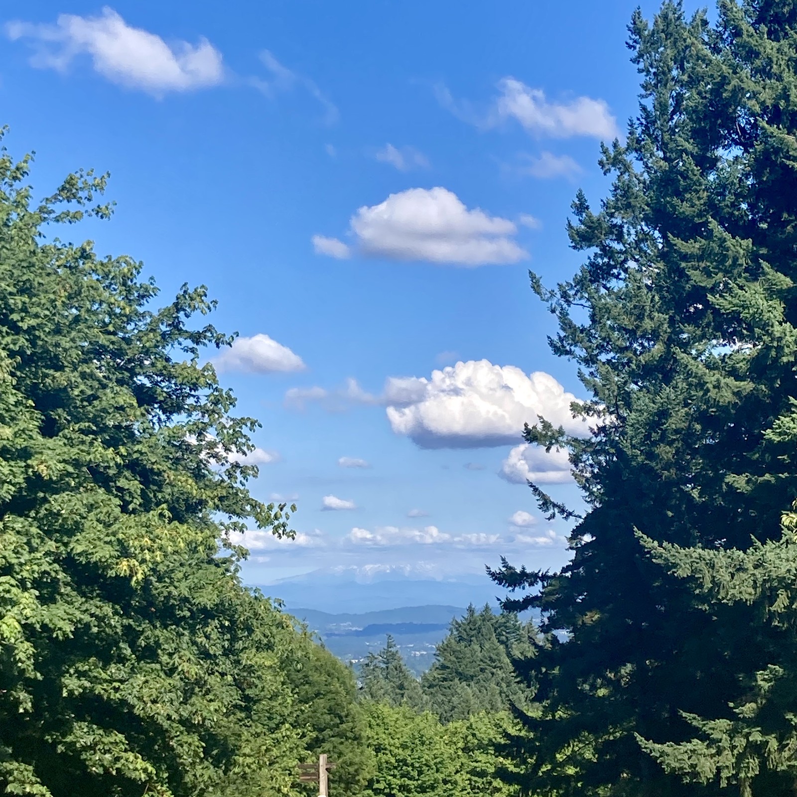 Mt. Hood as seen from Council Crest Park. The remnants of today’s marine stratus layer obscures the top of the mountain. A few fluffy white clouds in the otherwise clear sky.