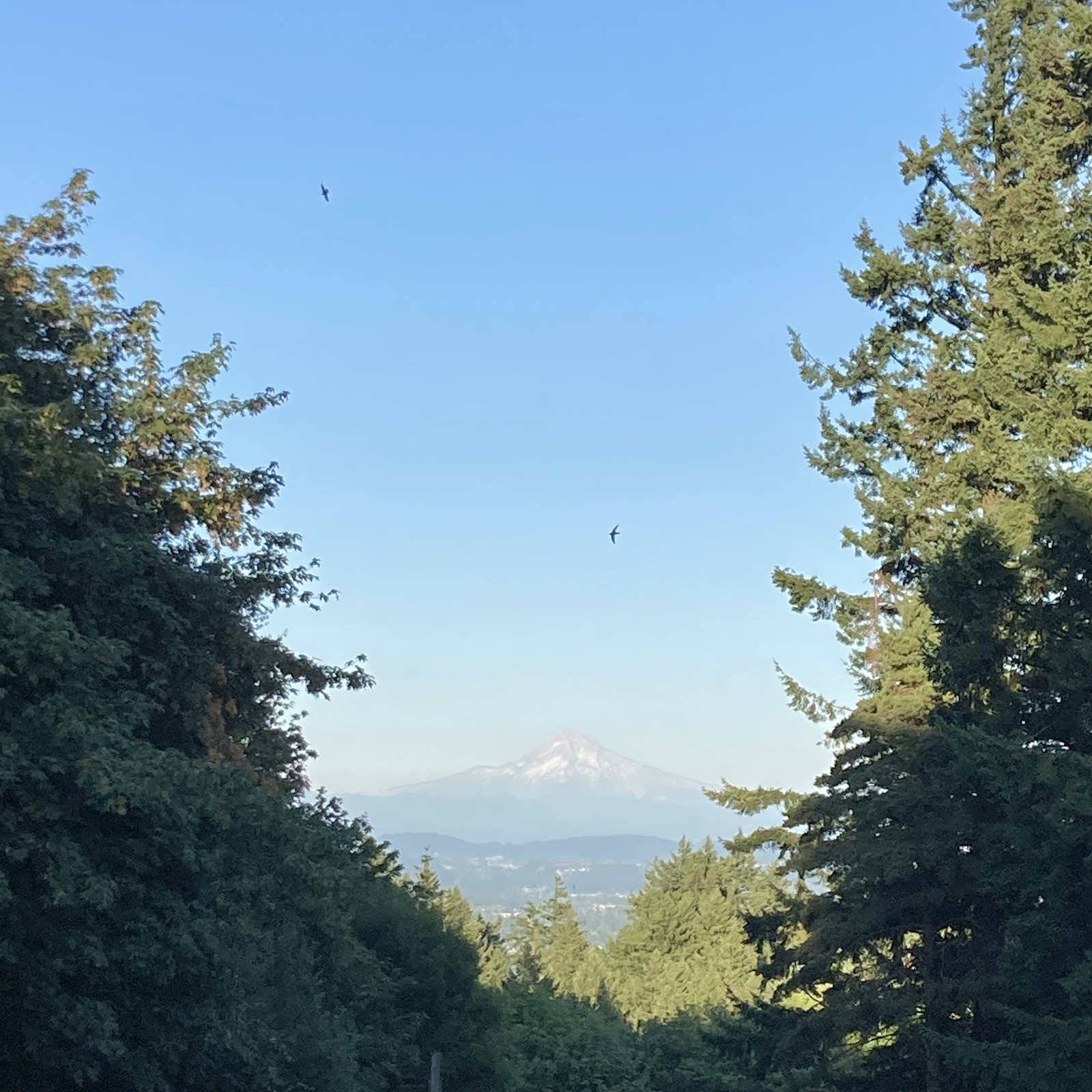 View from Council Crest toward Mt. Hood, which is visible