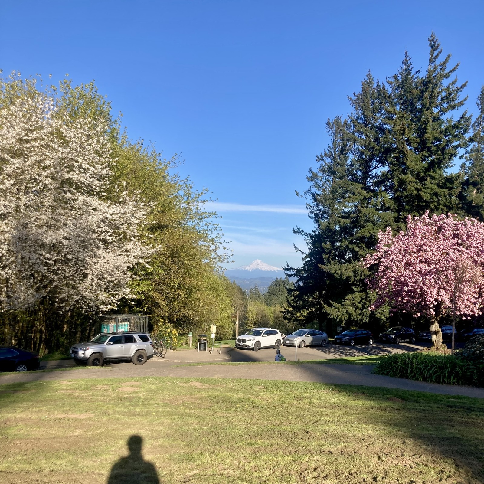 with the sun behind me, my shadow is visible on the grass. clear sky, mountain, plum tree at peak bloom