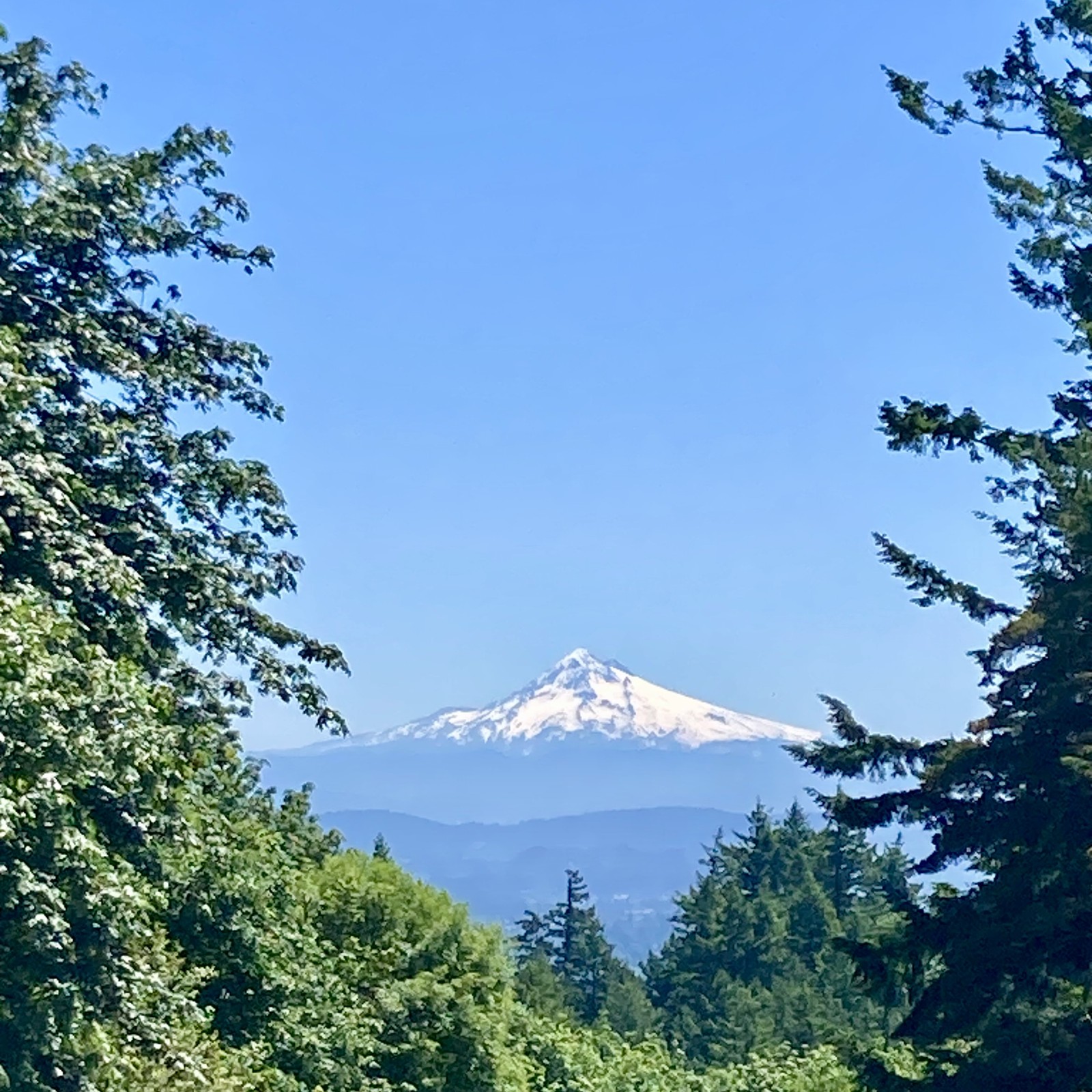 A white volcanic peak against a blue sky, framed by tall fir trees in the foreground