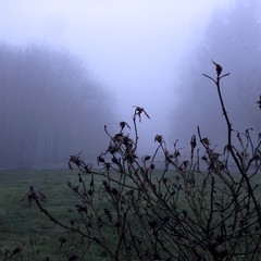 View from Council Crest toward Mt. Hood, which is NOT visible