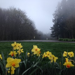 View from Council Crest toward Mt. Hood, which is NOT visible