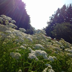 View from Council Crest toward Mt. Hood, which is NOT visible