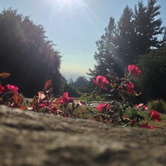 View from Council Crest toward Mt. Hood, which is NOT visible