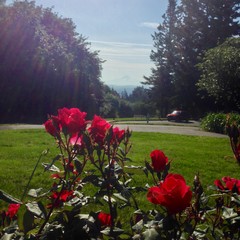 View from Council Crest toward Mt. Hood, which is visible