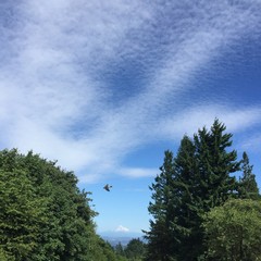 View from Council Crest toward Mt. Hood, which is visible