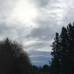 View from Council Crest toward Mt. Hood, which is visible