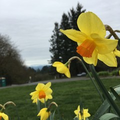 View from Council Crest toward Mt. Hood, which is NOT visible