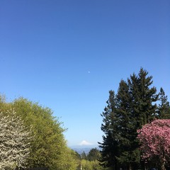 View from Council Crest toward Mt. Hood, which is visible