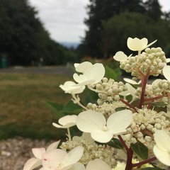 View from Council Crest toward Mt. Hood, which is NOT visible