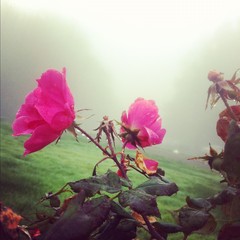 View from Council Crest toward Mt. Hood, which is NOT visible