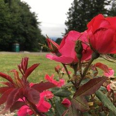 View from Council Crest toward Mt. Hood, which is NOT visible