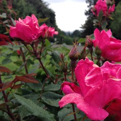 View from Council Crest toward Mt. Hood, which is NOT visible