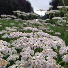 View from Council Crest toward Mt. Hood, which is NOT visible
