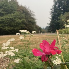View from Council Crest toward Mt. Hood, which is NOT visible