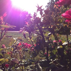 View from Council Crest toward Mt. Hood, which is NOT visible