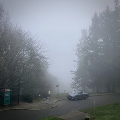 Utterly gray winter day, heavy fog, a view downhill into gray. Tall stand of douglas firs to the right/south, stand of small leafless alders to the right/north. A small pickuppy SUV thing on a parking lot in the near midground.