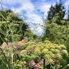 Closeup of wild celery flowers, cloudy horizon out of focus in background