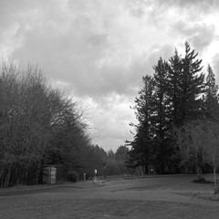 Black and white photo from the top of a tall hill looking into a wall of low clouds. To the right is a stand of tall douglas firs