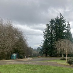 Heavy gray sky, doug firs, the usual mid-February thing