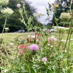 Closeup of a wild thistle flower and other wildflowers, in front of a cloudy vista
