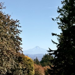 Mt. Hood under a clear autumn sky, nearly devoid of snow. Deciduous trees in the foreground just beginning to turn colors