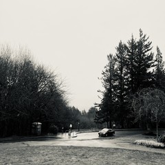 A small sedan rolls past the hilltop with Douglas Firs brooding in the near background. The sky looking east toward Mt. Hood is a blankness of rain
