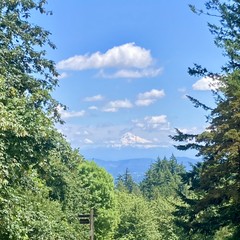 Mt. Hood surrounded by many small fluffy friendly clouds, framed by two stands of tall trees