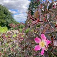 Closeup of a small naked rose with the view toward Mt Hood in the blurry backgrounds. Sky is full of broken clouds