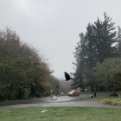 View from Council Crest toward Mt. Hood, which is NOT visible