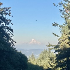 A single bird is visible in the sky in front of Mount Hood at Sunset