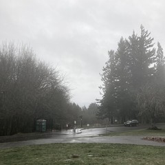 View from Council Crest park toward Mt. Hood, which is not visible behind a gray wall of rain and mist. A light rain obscures most of the scene; the pavement in the near foreground reflects the light of a mottled gray sky. Tall Douglas firs loom in the right near midground. Photo is somewhat desaturated with added contrast. The overall effect is of dampness and gray
