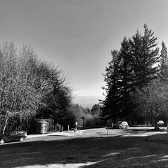 View from Council Crest Park toward Mt. Hood, which is not visible. I cannot quite understand the clouds today. A high-altitude northwest wind blew off a thick blanket of apparently stratus clouds which now crowd the eastern horizon and block Mt. Hood from view. This layer of clouds is fuzzy and indistinct. The sky above is clear. Even accounting for its low angle, the sunlight is strangely wan and provides warmth only when directly striking a surface. The air temperature hovers just above freezing; at this altitude frost clings to the shadows. The photo is in black and white in an attempt to highlight the contrast between light and shadow. It is about 3 hours from the winter solstice