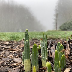 View from Council Crest toward Mt. Hood, which is NOT visible
