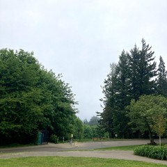 Brilliant green trees and foliage in a cool late spring morning, looking east toward a blank gray wall of low “river effect” clouds. Mt. Hood is back there somewhere but not visible