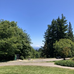 A very snow Mt. Hood under a very clear sky, taken from Council Crest Park. Doug firs in the near distance are visibly bent to the right under a strong north wind. The street in front of us is covered with dry green leaves that have blown off the trees