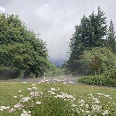 A tall stand of Queen Anne’s Lace flowers in the foreground of a view toward Mt Hood (which is not visible). Heavy dark thunderclouds obscure the view about 200' distant but foreground objects are illuminated in a sun break. The wet pavement steams in the sun