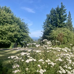 View from Council Crest Park toward Mt. Hood about 3 hours before sunset in early summer. The mountain is visible under a cap of clouds. A tall stand of Queen Annes Lace in the foreground
