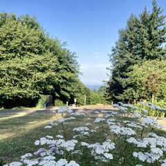 Closeup of a tall stand of Queen Anne’s lace, in shadow, at sunset, facing east toward Mt Hood which is hazy and out of focus on the horizon