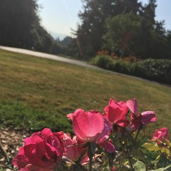 View from Council Crest toward Mt. Hood, which is NOT visible
